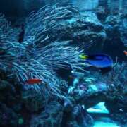 ヒメ日記 2025/08/11 21:25 投稿 まよ 胡蝶蘭