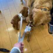 ヒメ日記 2025/04/29 17:17 投稿 ちさと奥様 人妻です