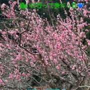 ヒメ日記 2025/03/23 11:54 投稿 えりこ 柏人妻花壇