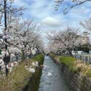 ヒメ日記 2025/04/06 08:49 投稿 えりこ 柏人妻花壇