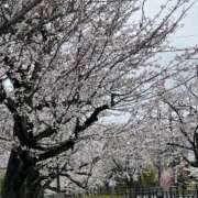 ヒメ日記 2025/04/13 08:16 投稿 えりこ 柏人妻花壇