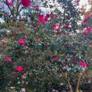 ヒメ日記 2025/04/25 07:48 投稿 えりこ 柏人妻花壇