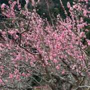 ヒメ日記 2025/04/25 08:21 投稿 えりこ 柏人妻花壇