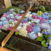 ヒメ日記 2025/07/20 08:35 投稿 えりこ 柏人妻花壇