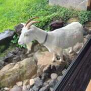 ヒメ日記 2025/07/24 07:39 投稿 えりこ 柏人妻花壇