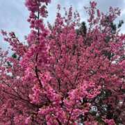 ヒメ日記 2026/03/27 08:12 投稿 えりこ 柏人妻花壇