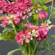 ヒメ日記 2026/04/05 07:24 投稿 えりこ 柏人妻花壇