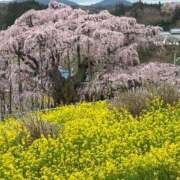 ヒメ日記 2026/04/09 08:18 投稿 えりこ 柏人妻花壇