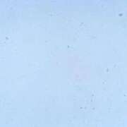 ヒメ日記 2025/03/03 08:02 投稿 もも スチュワーデス