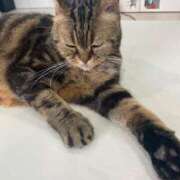 ヒメ日記 2025/03/12 20:01 投稿 もも スチュワーデス