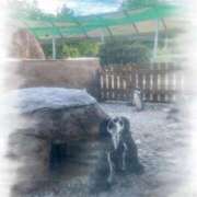 ヒメ日記 2025/08/11 19:56 投稿 もも スチュワーデス