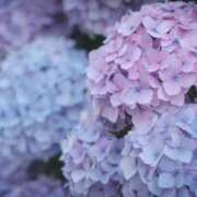 ヒメ日記 2026/05/21 23:46 投稿 もも スチュワーデス