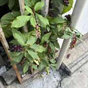 ヒメ日記 2025/10/14 09:22 投稿 じゅり clubさくら京橋店