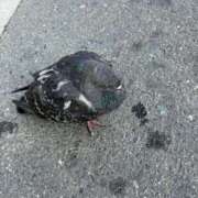 ヒメ日記 2025/11/26 09:42 投稿 じゅり clubさくら京橋店