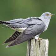 ヒメ日記 2026/04/02 09:54 投稿 じゅり clubさくら京橋店