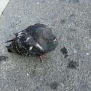 ヒメ日記 2025/11/26 12:20 投稿 じゅり 奥さまさくら京橋店