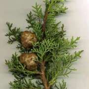 ヒメ日記 2026/02/19 16:04 投稿 じゅり 奥さまさくら京橋店