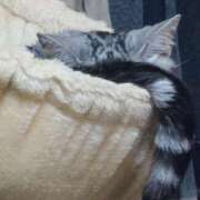 ヒメ日記 2025/02/22 02:27 投稿 みお メイドde本舗