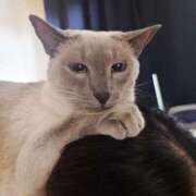 ヒメ日記 2025/02/22 22:27 投稿 みお メイドde本舗