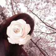 ヒメ日記 2025/03/28 00:24 投稿 みお メイドde本舗