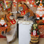 ヒメ日記 2026/01/01 01:05 投稿 みお メイドde本舗