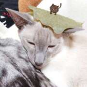 ヒメ日記 2025/05/05 15:15 投稿 みお 夜這い物語