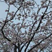 ヒメ日記 2025/04/14 19:59 投稿 つばさ BAD COMPANY（バッドカンパニー）