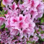 ヒメ日記 2025/05/13 18:00 投稿 はる BAD COMPANY（バッドカンパニー）