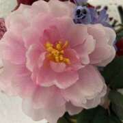 ヒメ日記 2025/01/26 13:48 投稿 小倉めぐみ ユニティ神戸西・明石 人妻熟女