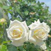 ヒメ日記 2025/05/26 09:44 投稿 みこと コートダジュール