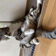 ヒメ日記 2025/03/26 00:31 投稿 さやか 川崎倶楽部フローラ