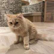 ヒメ日記 2025/01/25 12:42 投稿 上条ちか しこたま奥様 横浜店