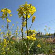 ヒメ日記 2026/03/23 18:50 投稿 あいり ナイスディ