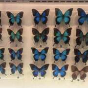 ヒメ日記 2025/08/23 15:29 投稿 ゆあ 千葉松戸ちゃんこ