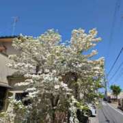 ヒメ日記 2025/04/22 10:26 投稿 ちゃこ 熟女家 京橋店