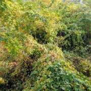 ヒメ日記 2025/12/02 10:56 投稿 ちゃこ 熟女家 京橋店