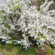 ヒメ日記 2026/03/23 15:06 投稿 ちゃこ 熟女家 京橋店