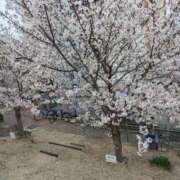 ヒメ日記 2026/03/29 21:26 投稿 ちゃこ 熟女家 京橋店