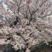 ヒメ日記 2026/03/30 18:36 投稿 ちゃこ 熟女家 京橋店