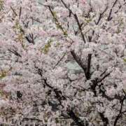 ヒメ日記 2026/04/07 17:26 投稿 ちゃこ 熟女家 京橋店