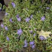 ちゃこ レディース休暇にはいります 熟女家 京橋店