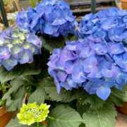 ヒメ日記 2025/06/11 15:21 投稿 帆乃香 莉緒 横浜貴楼館