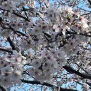 ヒメ日記 2025/04/04 14:41 投稿 ぼたん 木更津人妻花壇