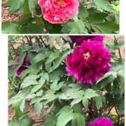 ヒメ日記 2025/04/25 11:44 投稿 ぼたん 木更津人妻花壇