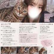 れいな ベンガルキャット😽 まじらぶ！