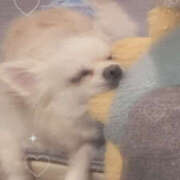 ヒメ日記 2025/12/22 11:20 投稿 かのん チアガール