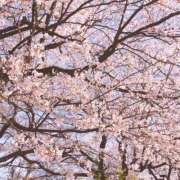 ヒメ日記 2025/03/25 23:12 投稿 ゆい お姉京都