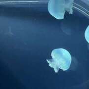 ヒメ日記 2025/06/13 15:02 投稿 向井ゆい AJ DOLLS(エージェイドールズ)