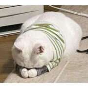 ヒメ日記 2026/03/15 10:22 投稿 高部なお AJ DOLLS(エージェイドールズ)