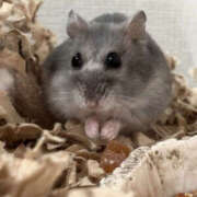 ヒメ日記 2025/11/11 19:45 投稿 ひより 栃木宇都宮ちゃんこ